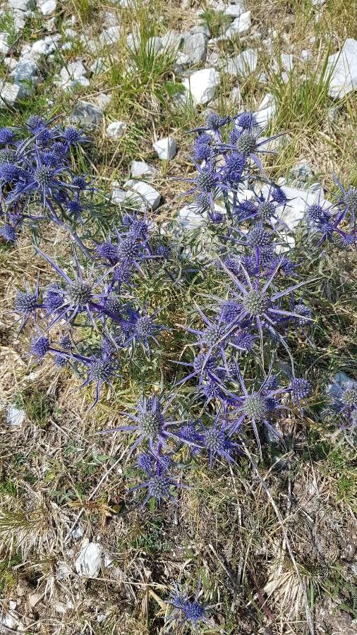 Eryngium amethystinum flower