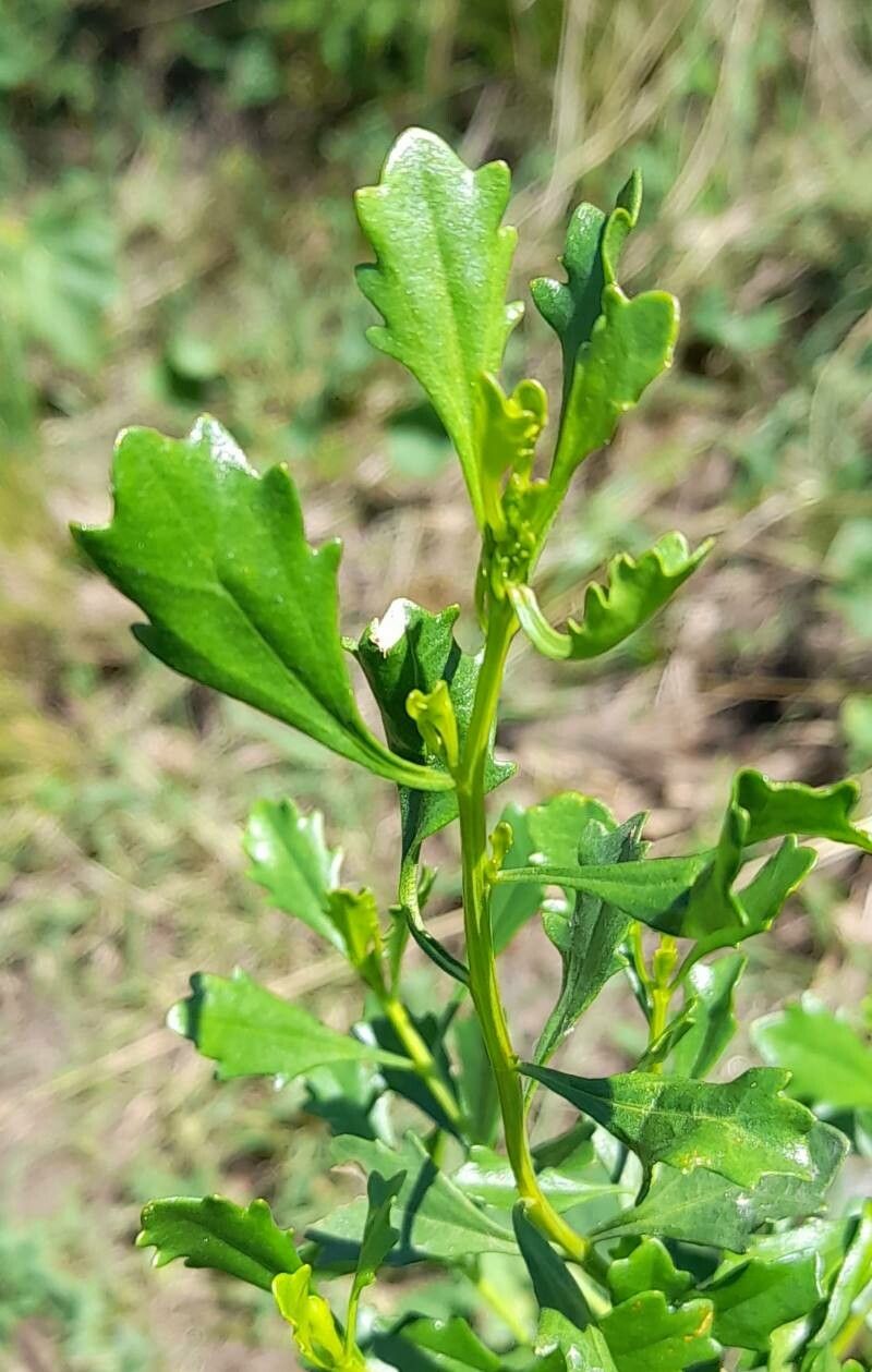 Baccharis tridentata leaf