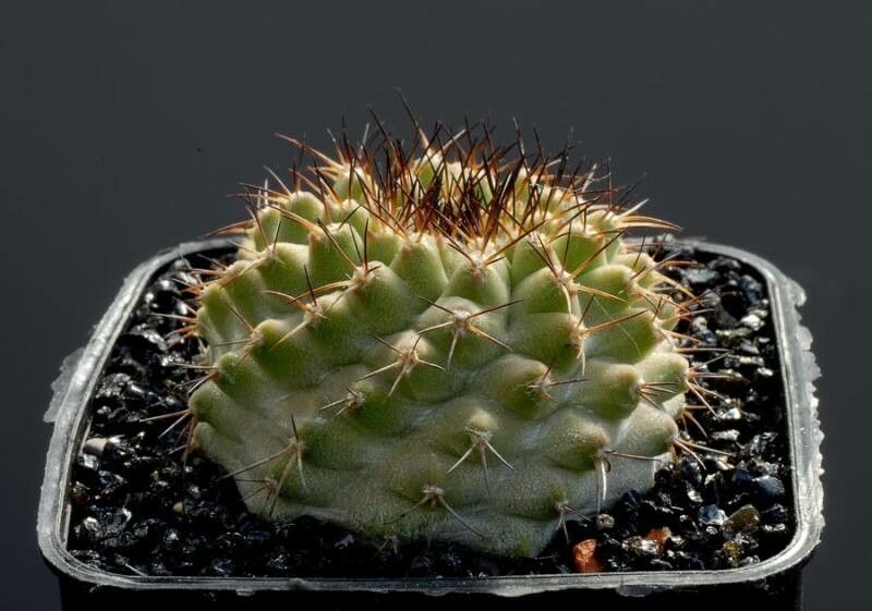 Copiapoa ahremephiana leaf