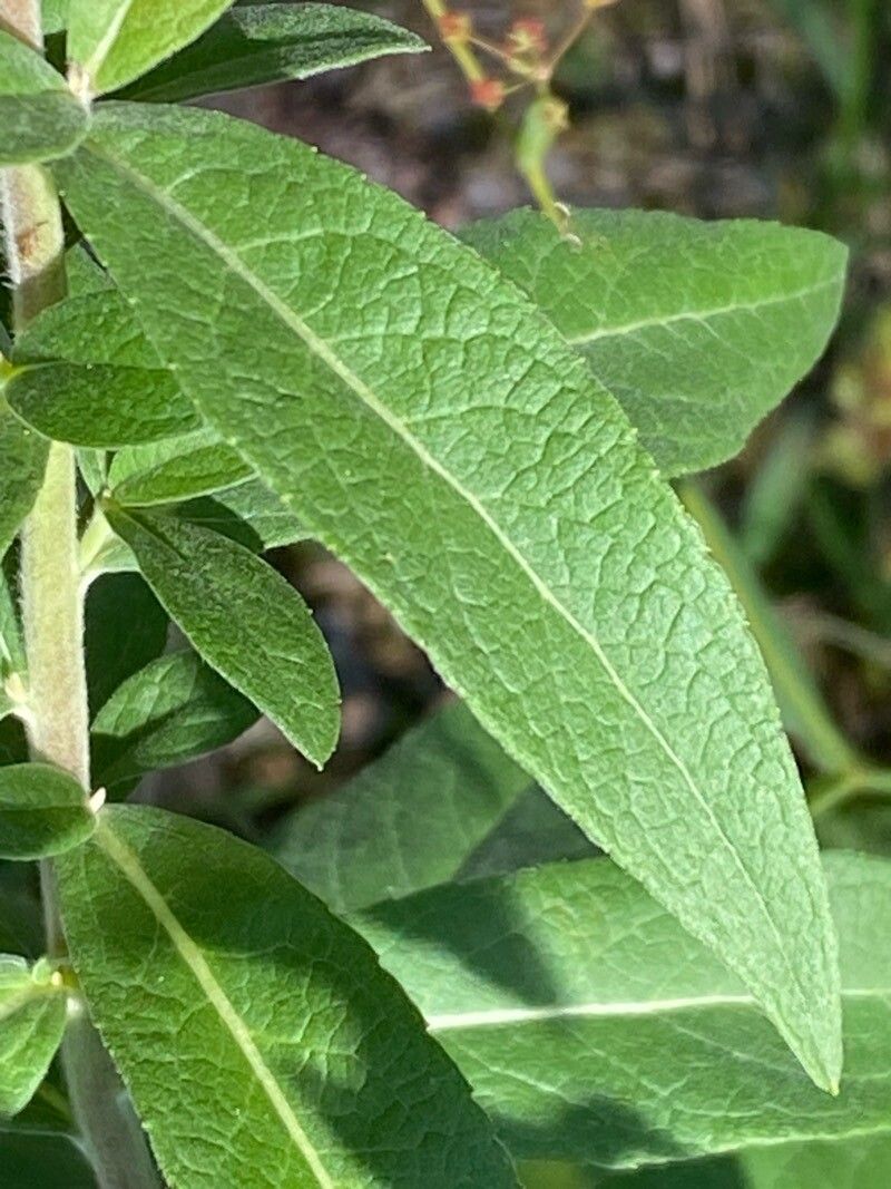 Pentanema helveticum leaf