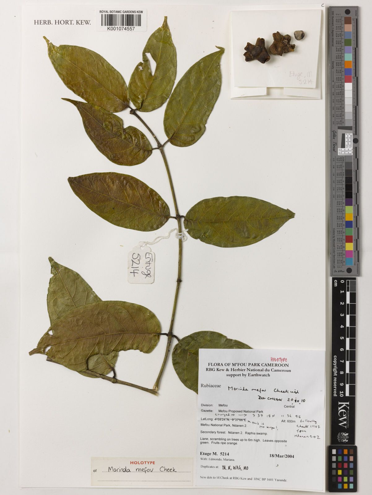 Morinda mefou — houseplant care guide