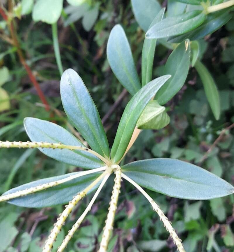 Peperomia comarapana — houseplant care guide