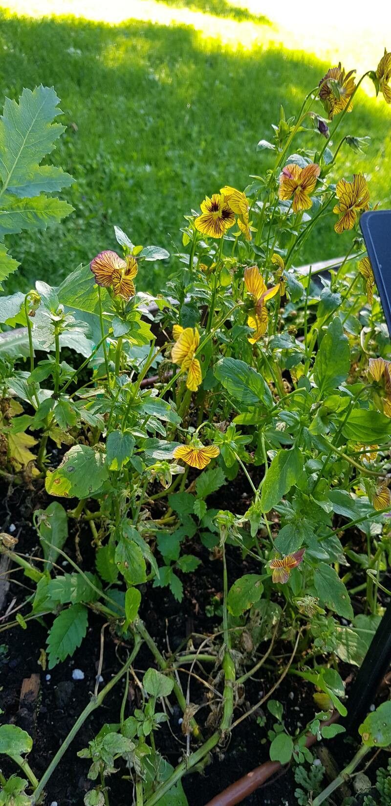 Viola × williamsii habit