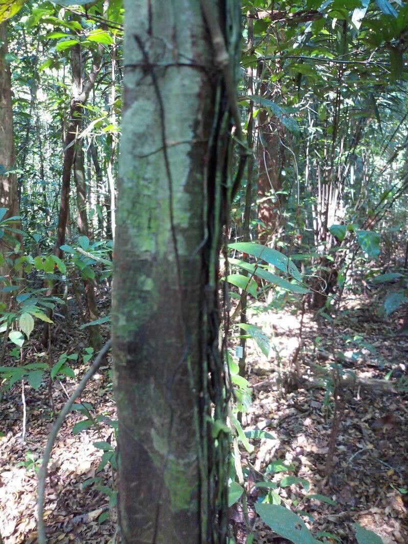 Swartzia polyphylla bark