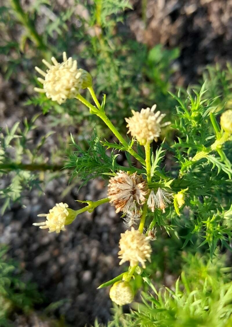 Baccharis ulicina flower