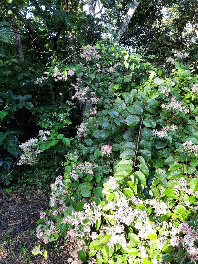 Banisteriopsis muricata habit