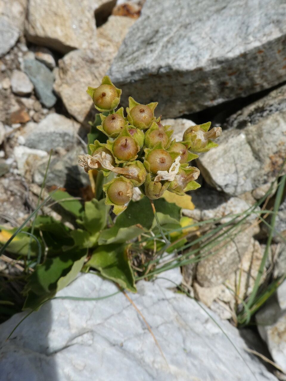 Primula latifolia fruit