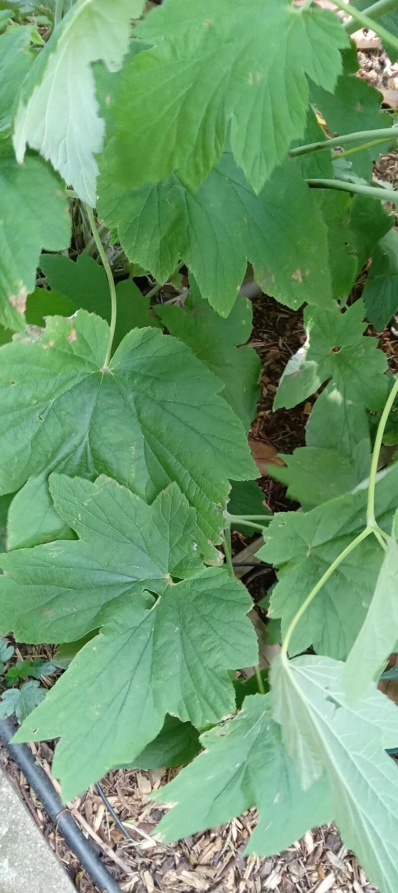 Anemone vitifolia leaf