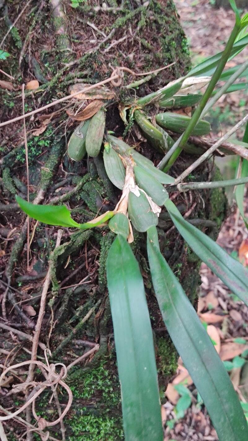 Maxillaria lutescens — search result for 'Maxillaria'