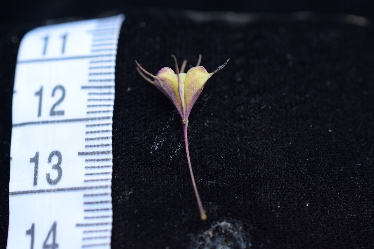 Thalictrum platycarpum other