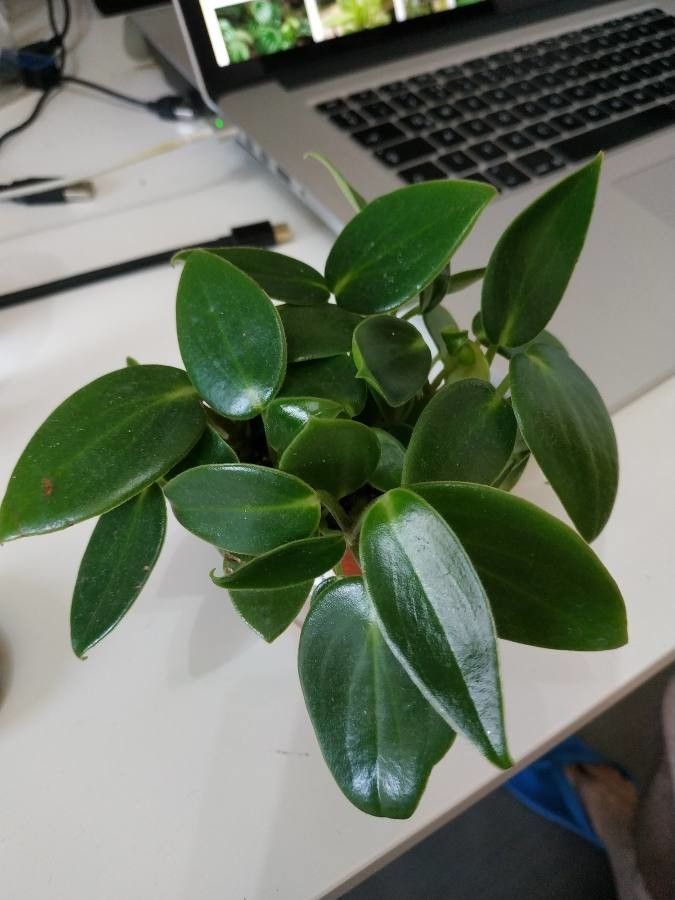 Peperomia maculosa other