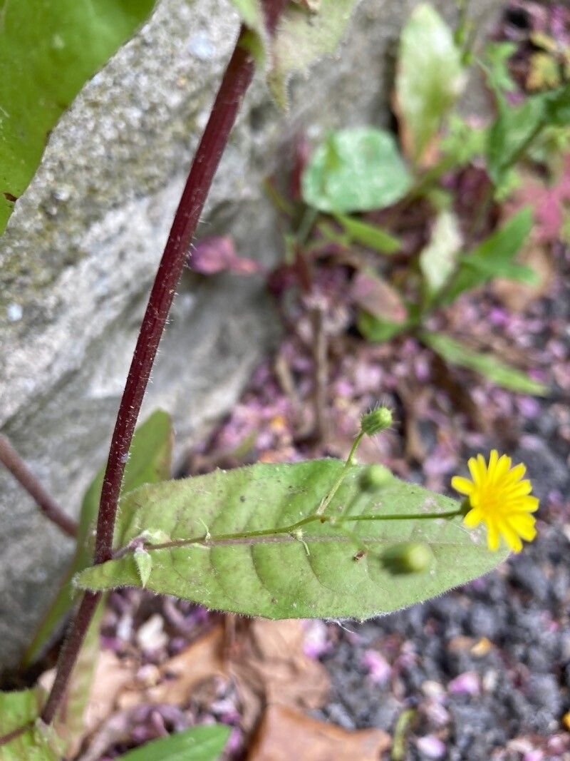 Crepis micrantha bark