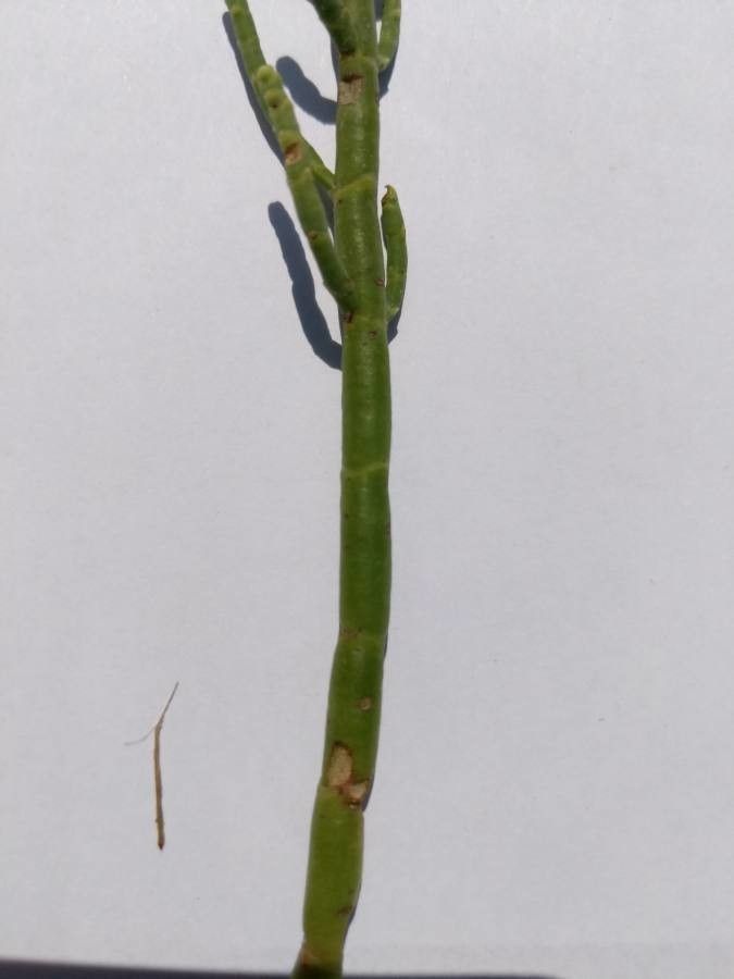 Salicornia depressa bark
