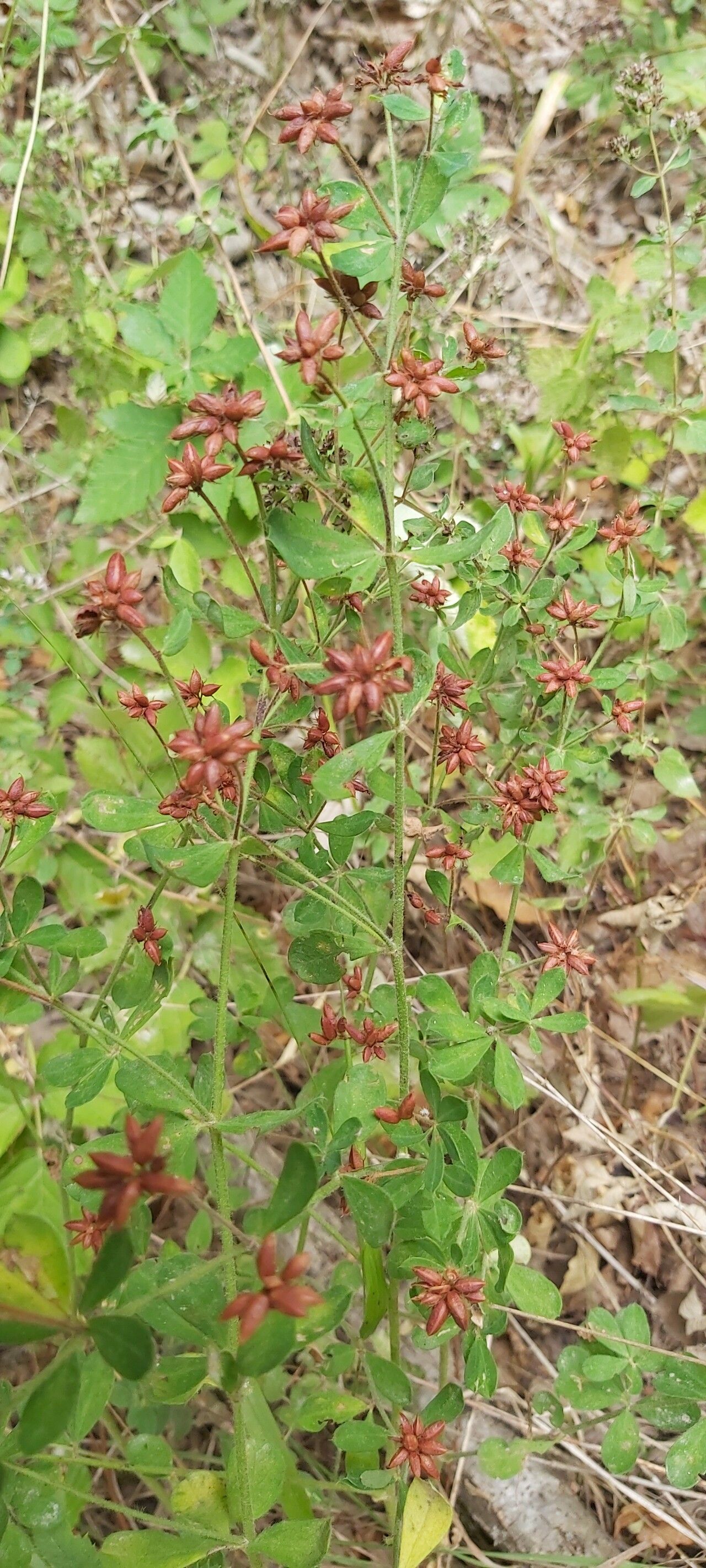 Dorycnium graecum habit