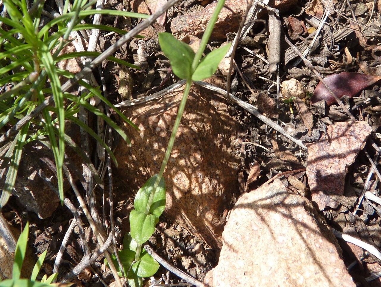 Centaurium maritimum — houseplant care guide