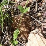 Centaurium maritimum