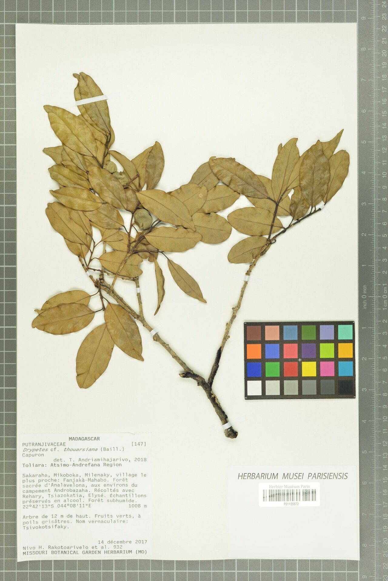 Drypetes thouarsiana — houseplant care guide