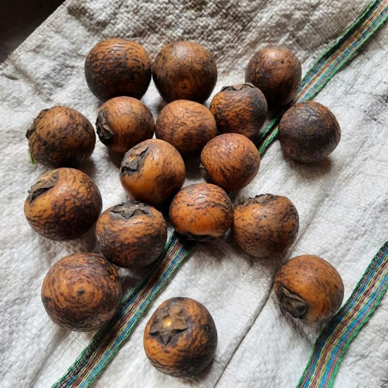 Diospyros melanoxylon fruit