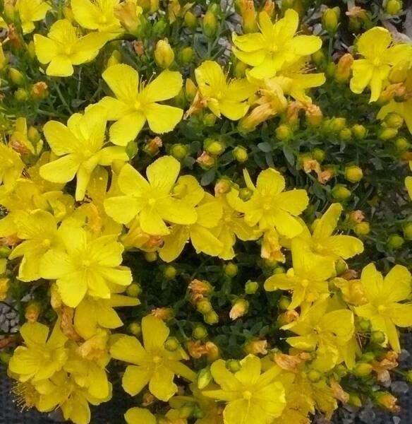 Hypericum aucheri — houseplant care guide