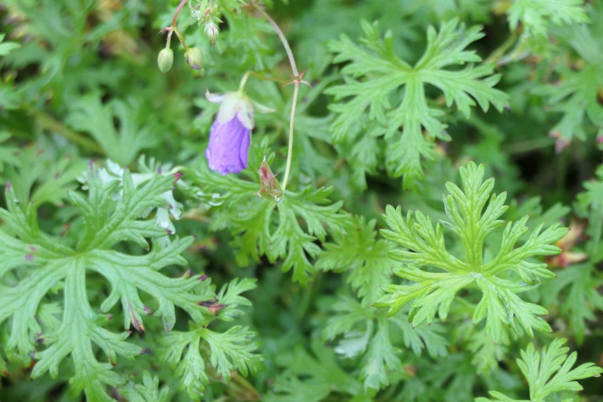 Geranium drakensbergense — houseplant care guide