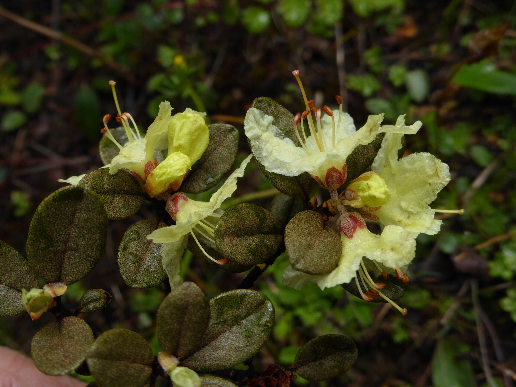 Rhododendron rupicola flower