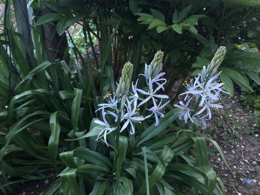 Camassia cusickii leaf