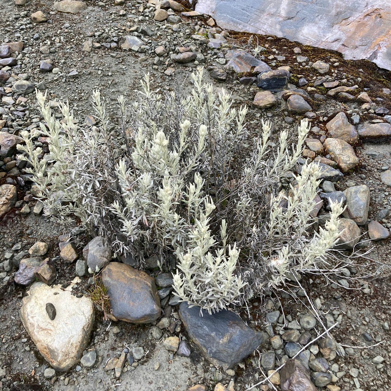 Senecio sublutescens habit