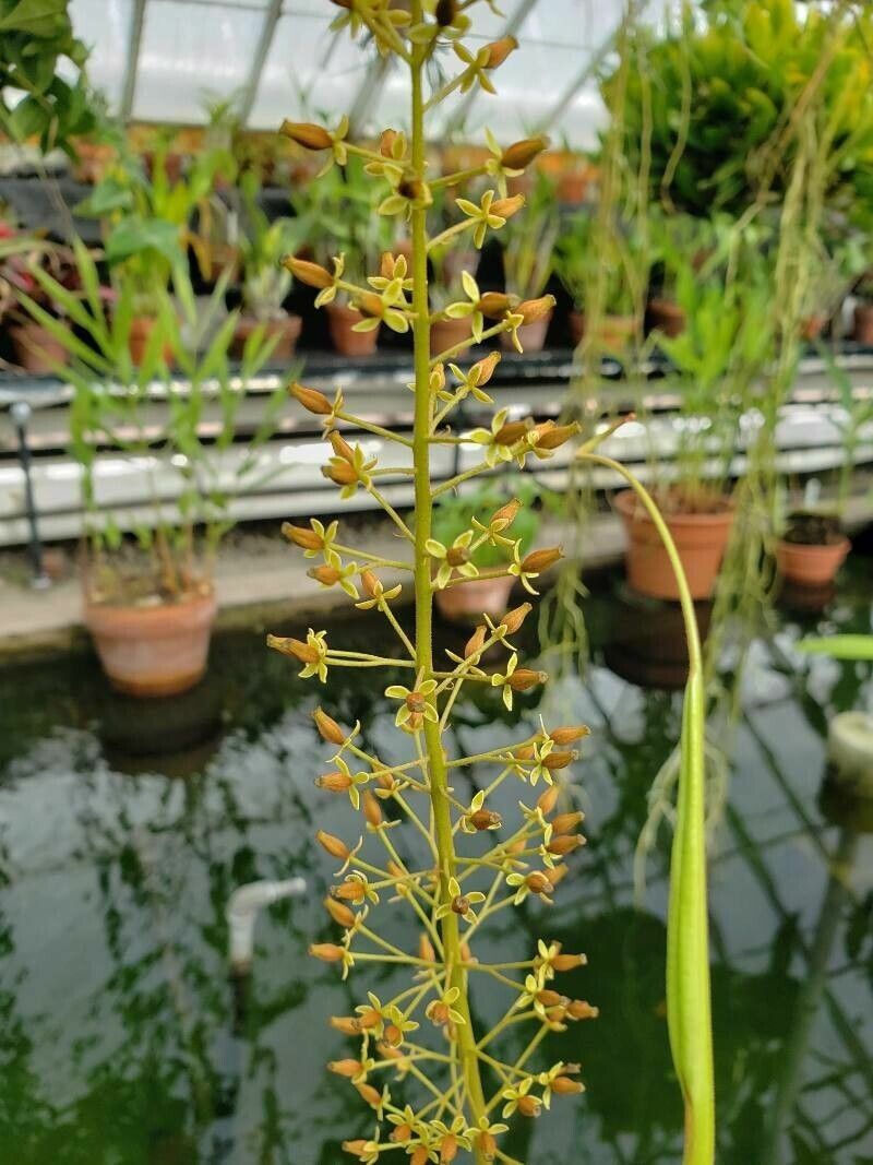 Nepenthes maxima flower