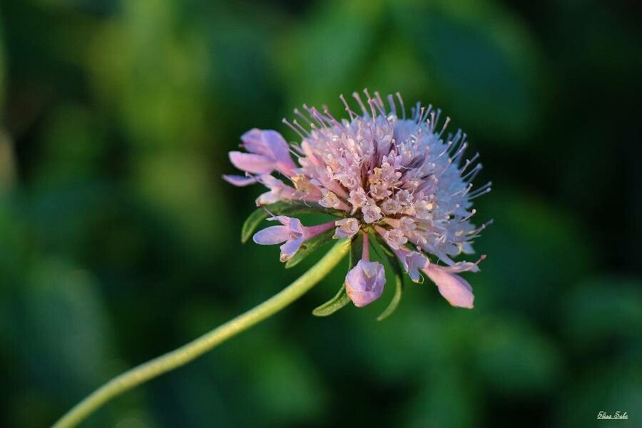 Scabiosa cinerea flower