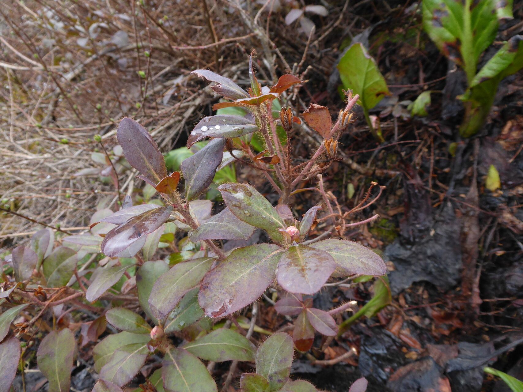 Rhododendron viridescens leaf