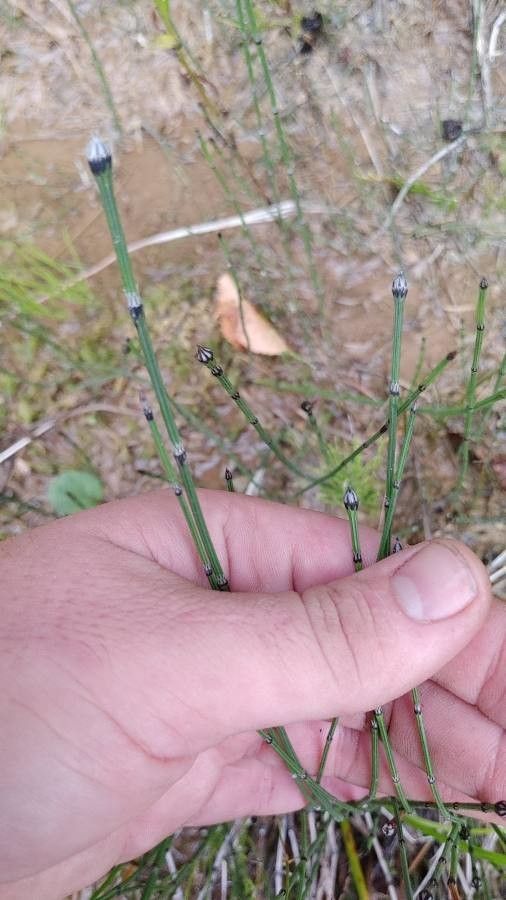 Equisetum variegatum — search result for 'Equisetaceae'
