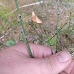 Equisetum variegatum