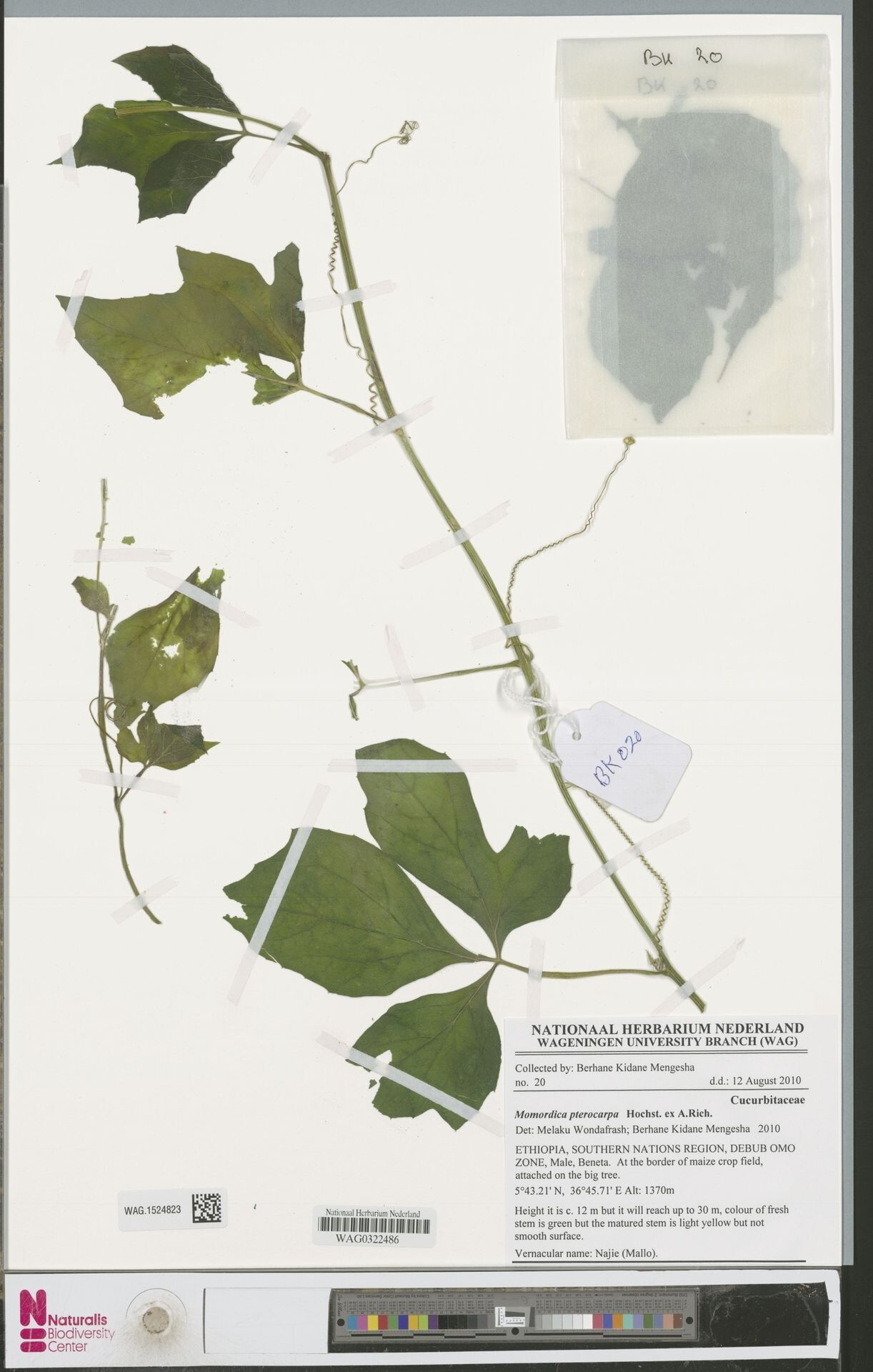 Momordica pterocarpa — search result for 'Momordica'