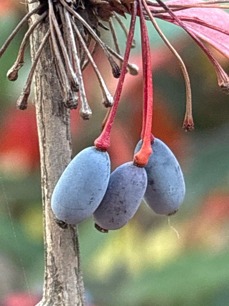 Berberis honanensis fruit