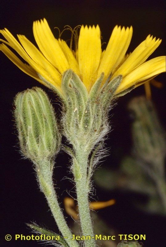 Hieracium rotgesianum flower