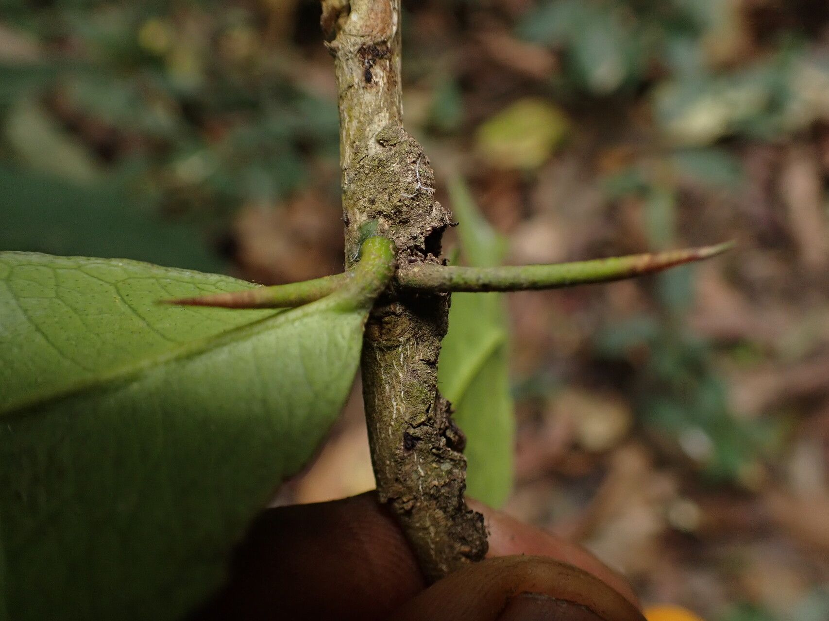 Citropsis articulata bark