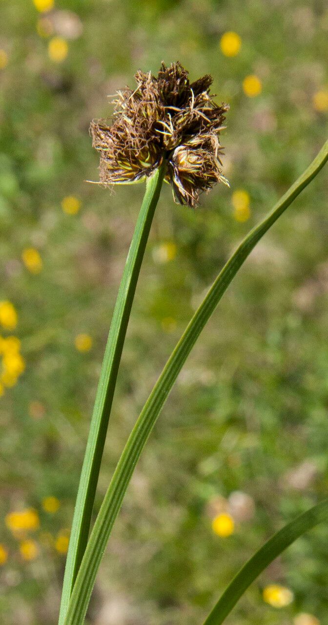 Carex foetida fruit