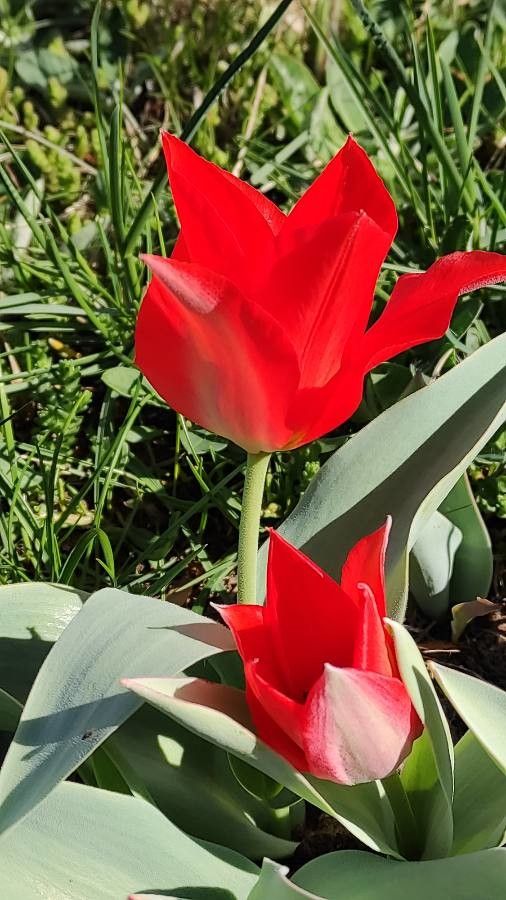 Tulipa eichleri flower