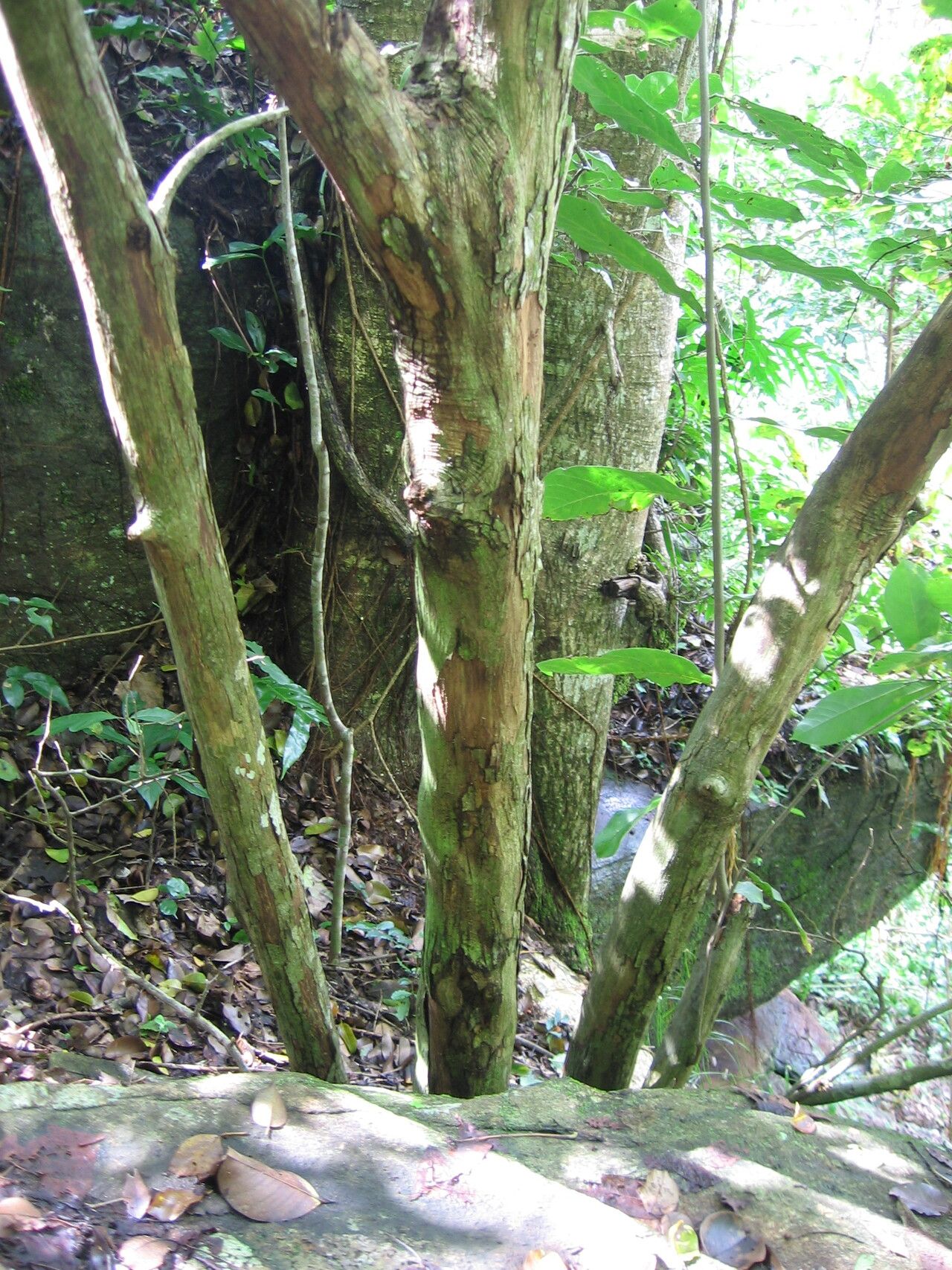 Monodora grandidieri bark