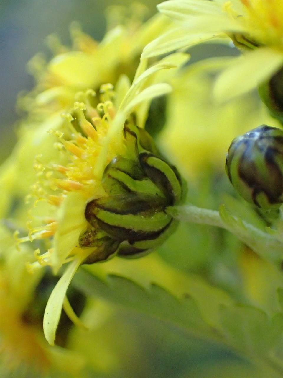 Dendranthema lavandulifolium flower
