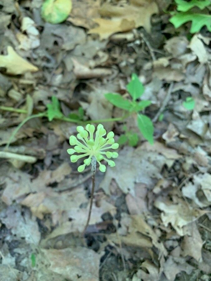 Allium tricoccum flower