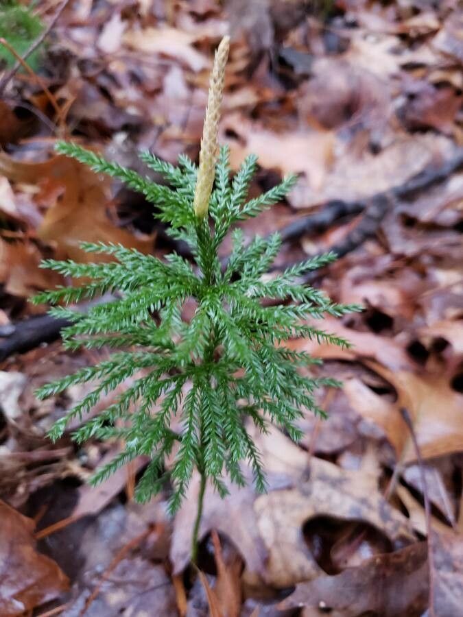 Dendrolycopodium dendroideum habit