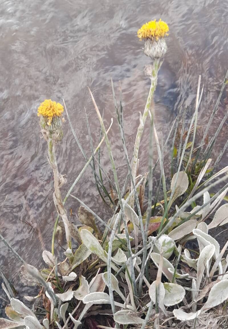 Senecio gilliesianus habit