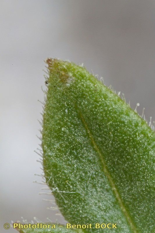 Rhinanthus burnatii habit