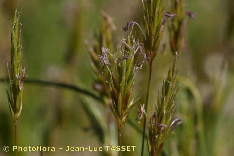 Anthoxanthum ovatum — search result for 'Anthoxanthum'