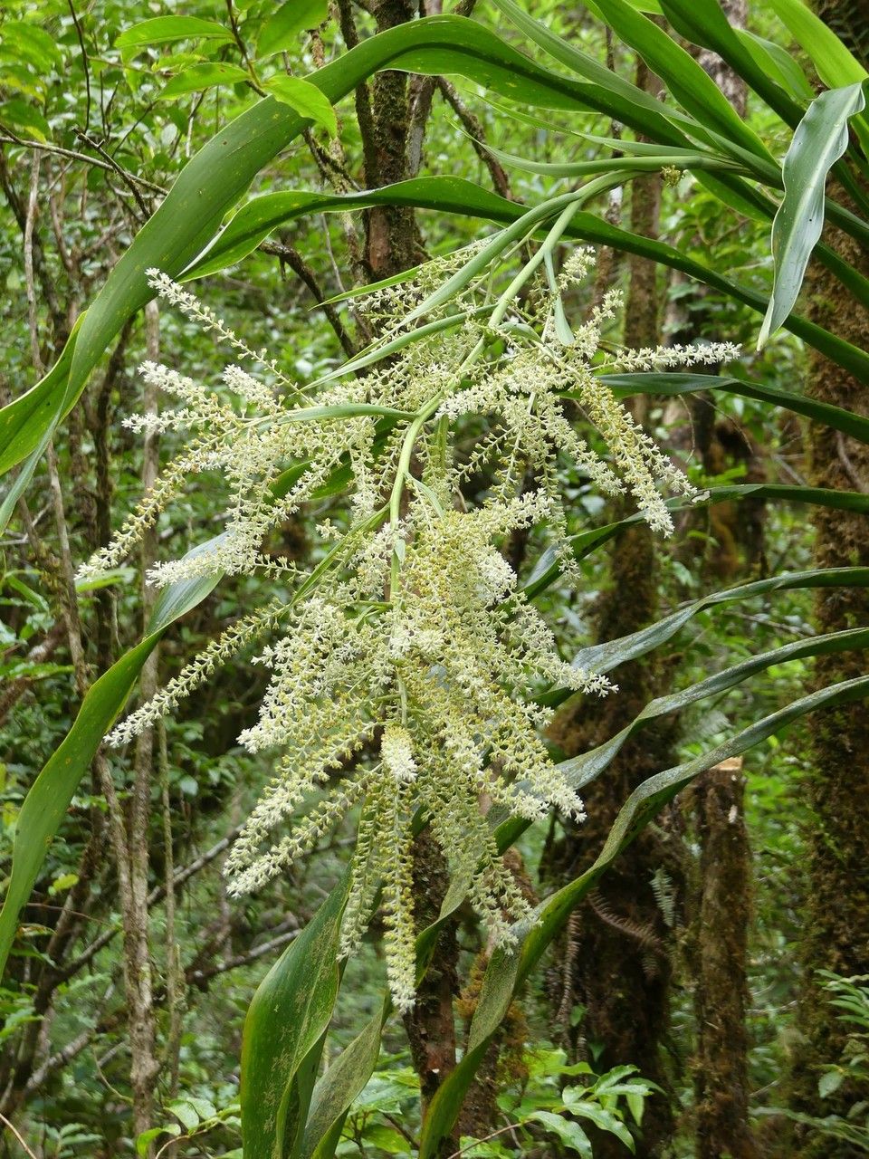 Cordyline mauritiana flower