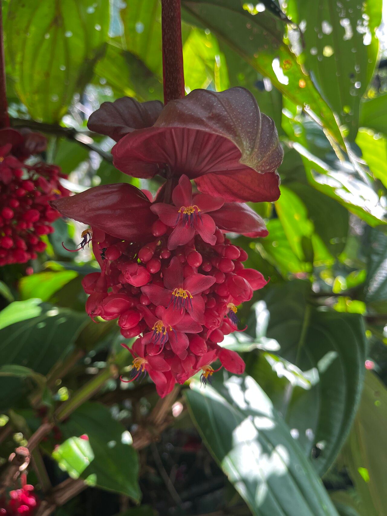 Medinilla miniata flower