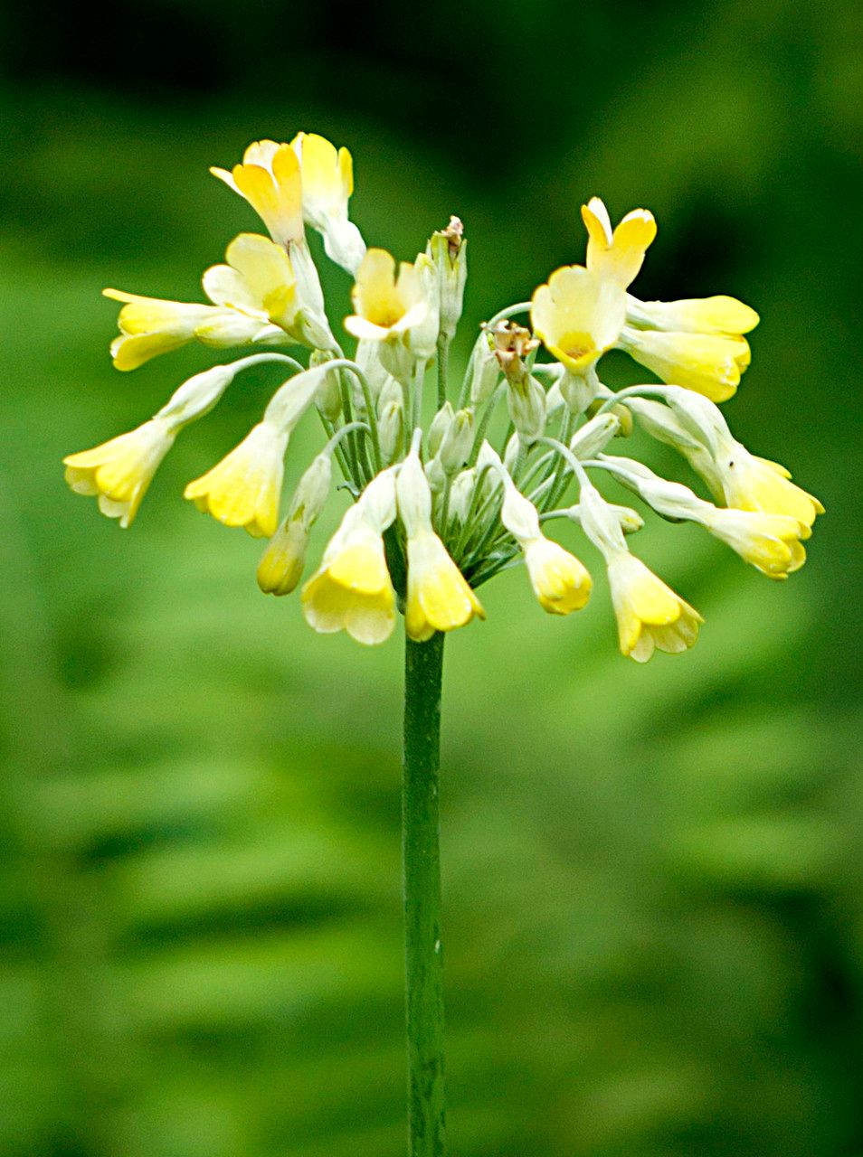 Primula florindae flower