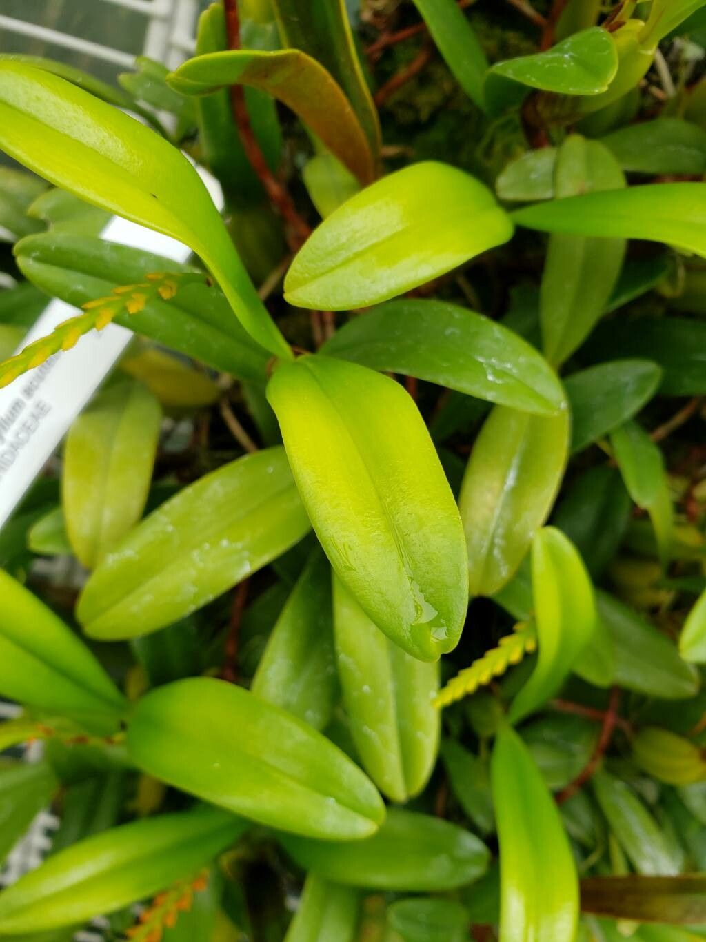 Bulbophyllum acutebracteatum — related species from the same genus
