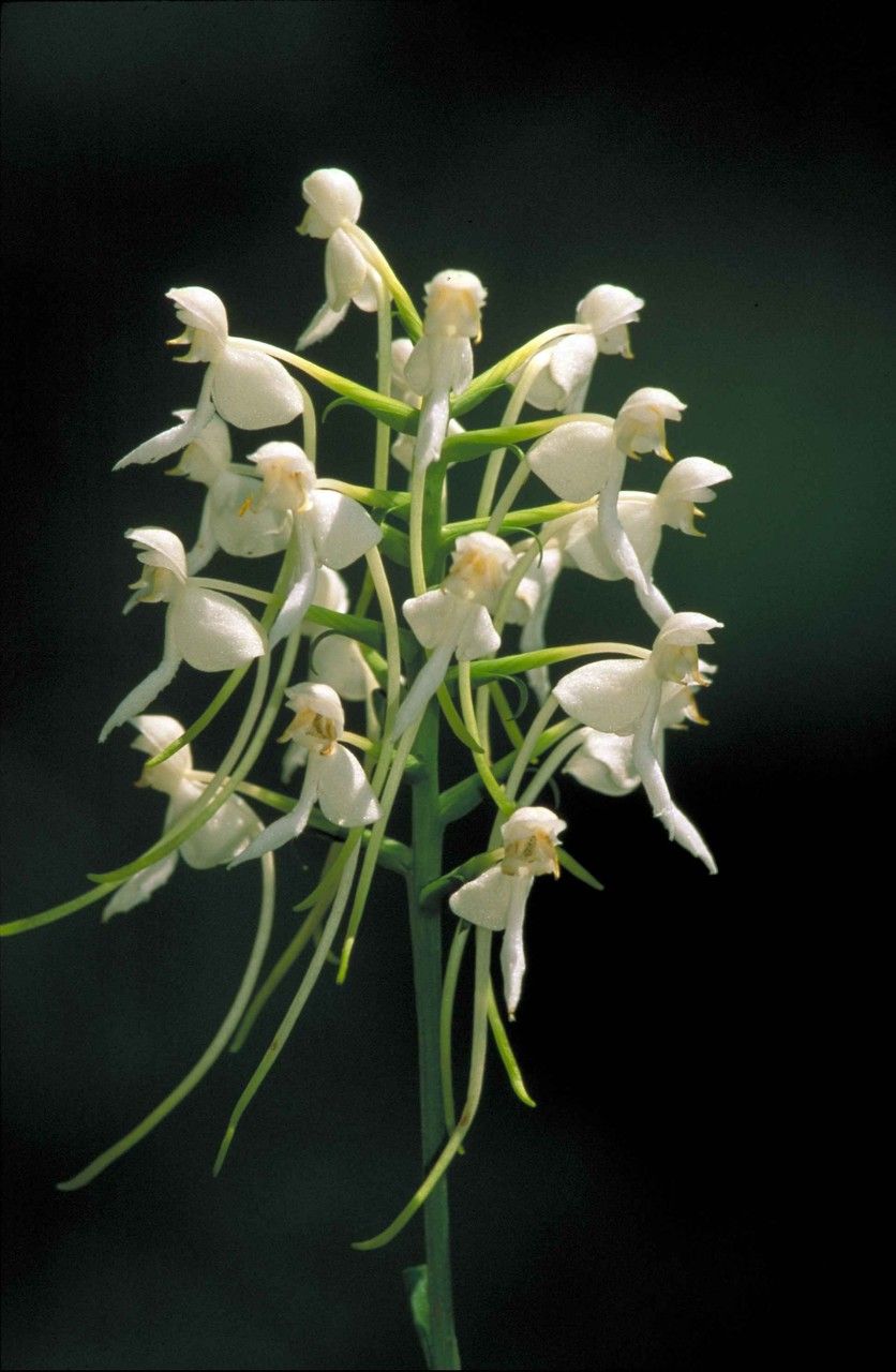 Platanthera integrilabia flower